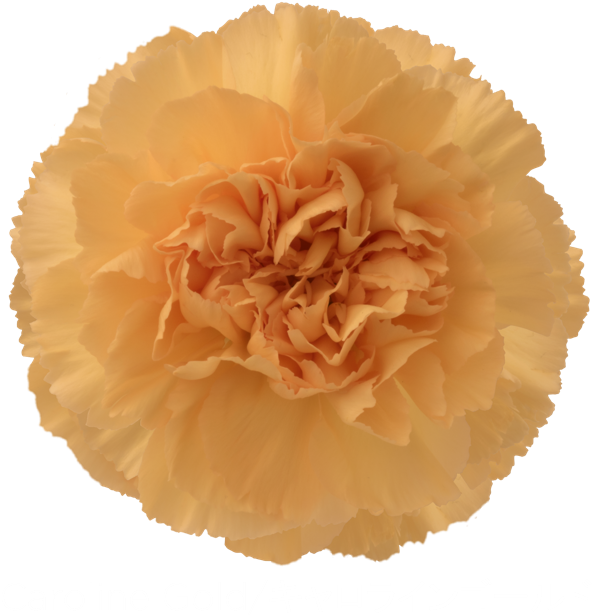Golden Carnation Flower PNG