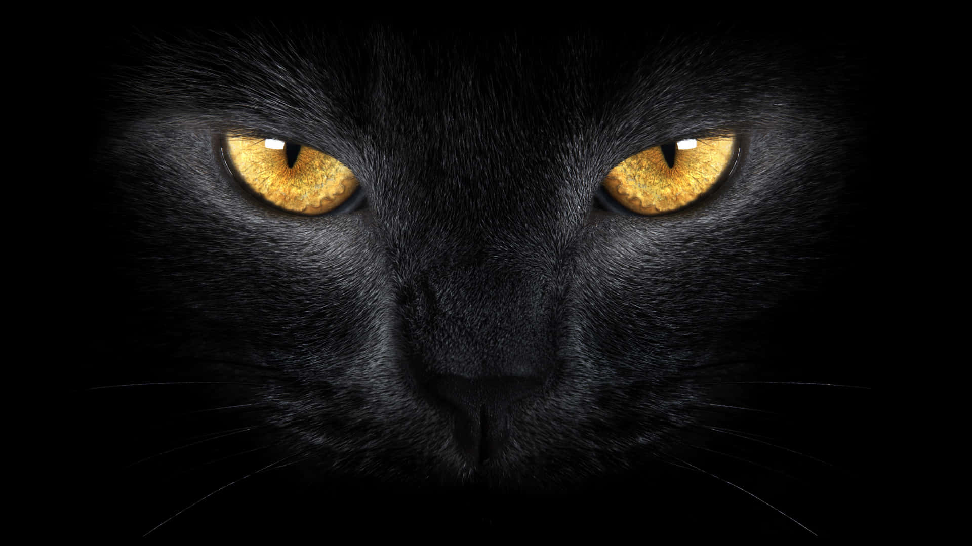 Golden Cat Eyes Black Background