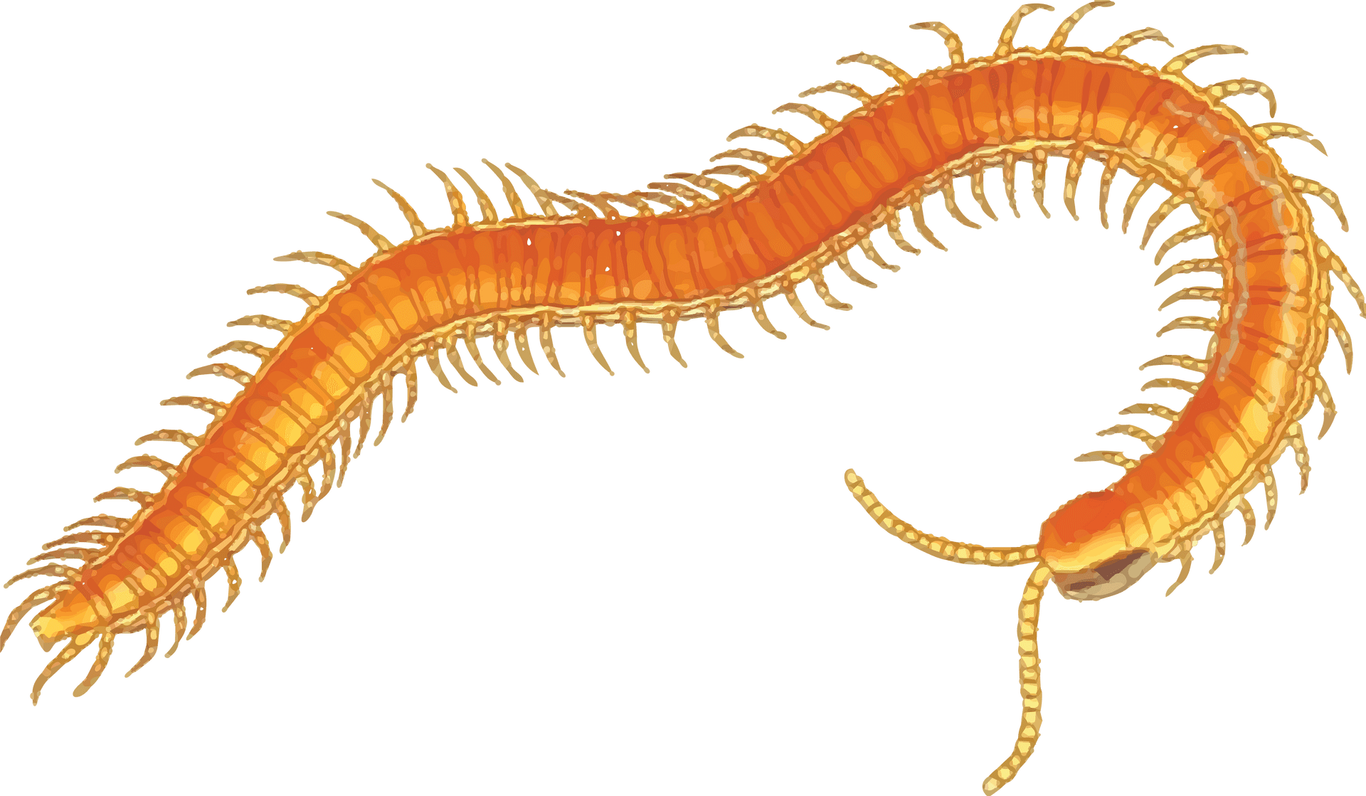 Golden Centipede Illustration PNG