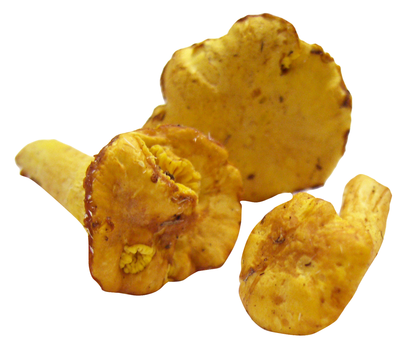 Golden Chanterelle Mushrooms.png PNG