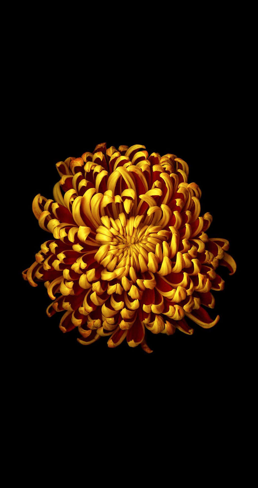 Chrysanthème Doré Sur Fond Sombre Pour Iphone Fond d'écran