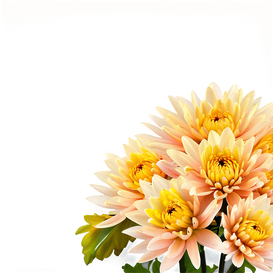 Golden Chrysanthemum Sunset Png 06112024 PNG