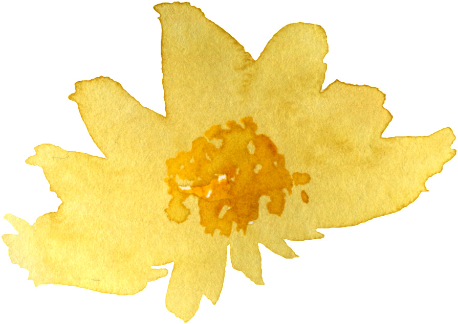 Golden Chrysanthemum Watercolor PNG