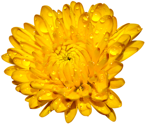 Golden Chrysanthemumwith Dew Drops PNG