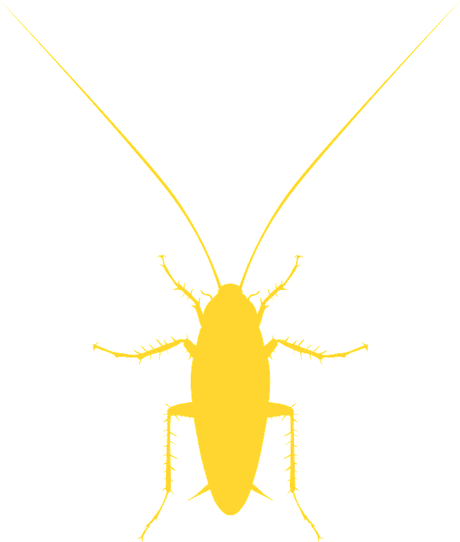 Golden Cockroach Silhouette PNG