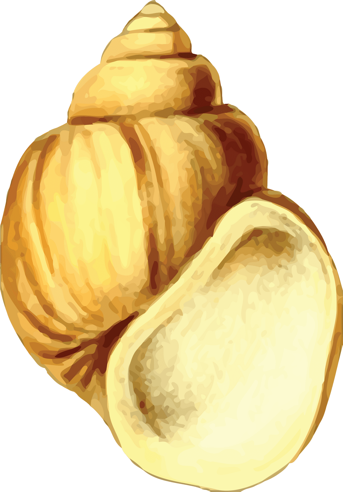 Golden Conch Shell Illustration PNG