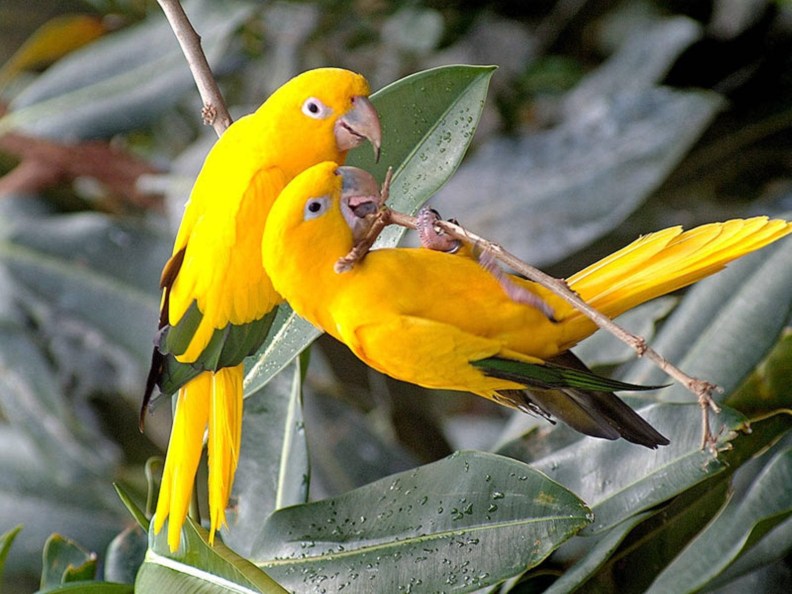 Golden Conure Parrots Wallpaper