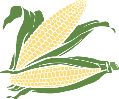 Golden Corn Cobs Illustration PNG