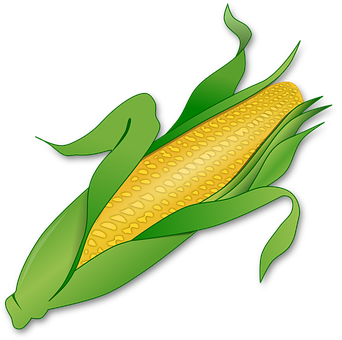 Golden Corn Ear Illustration PNG