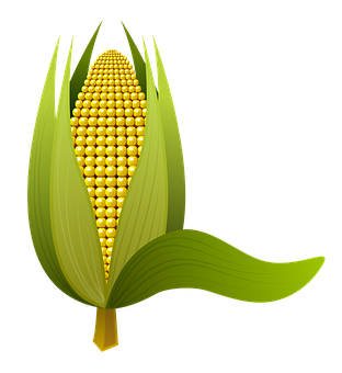 Golden Corn Illustration PNG