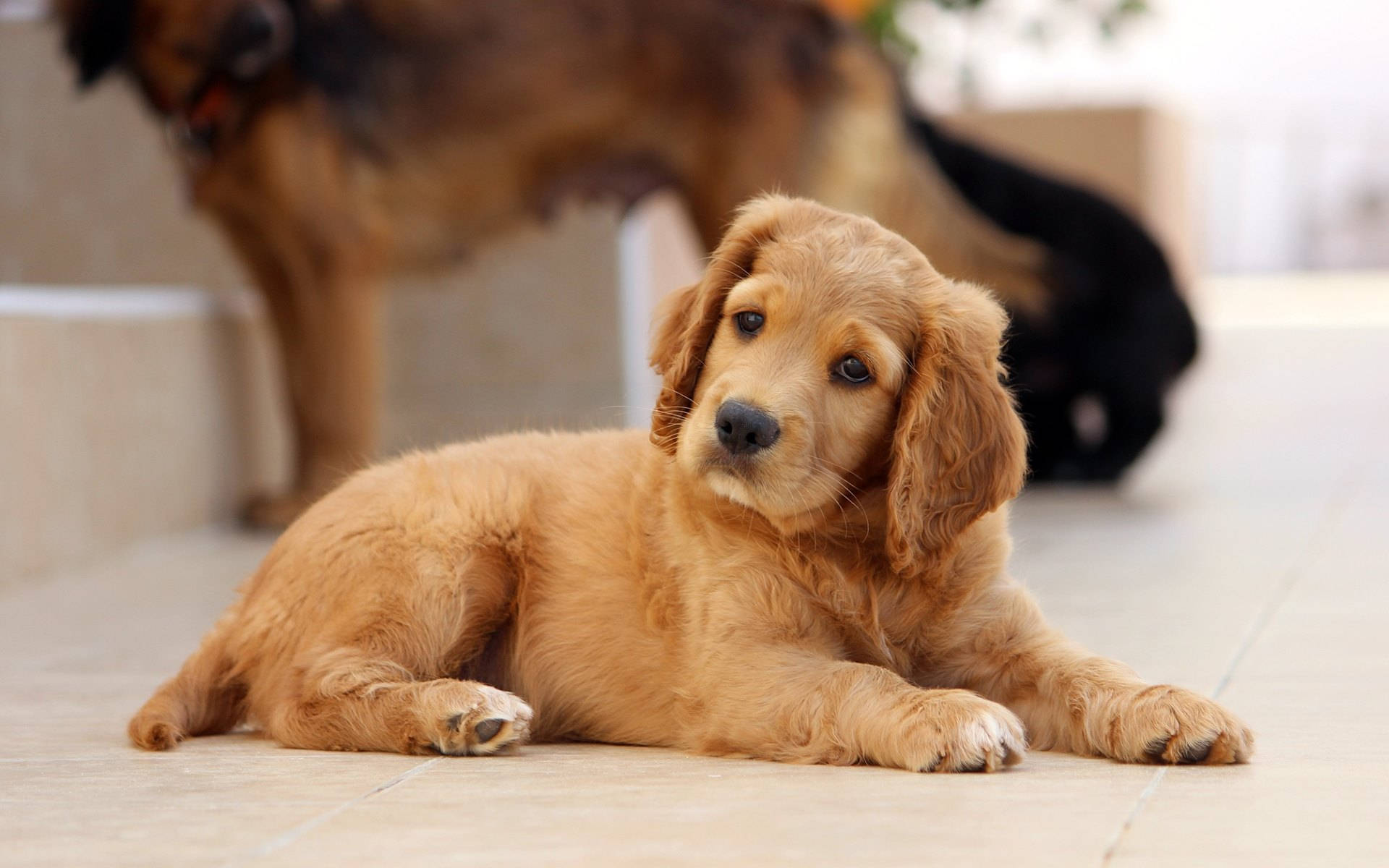Golden Cute Puppy With Big Ears