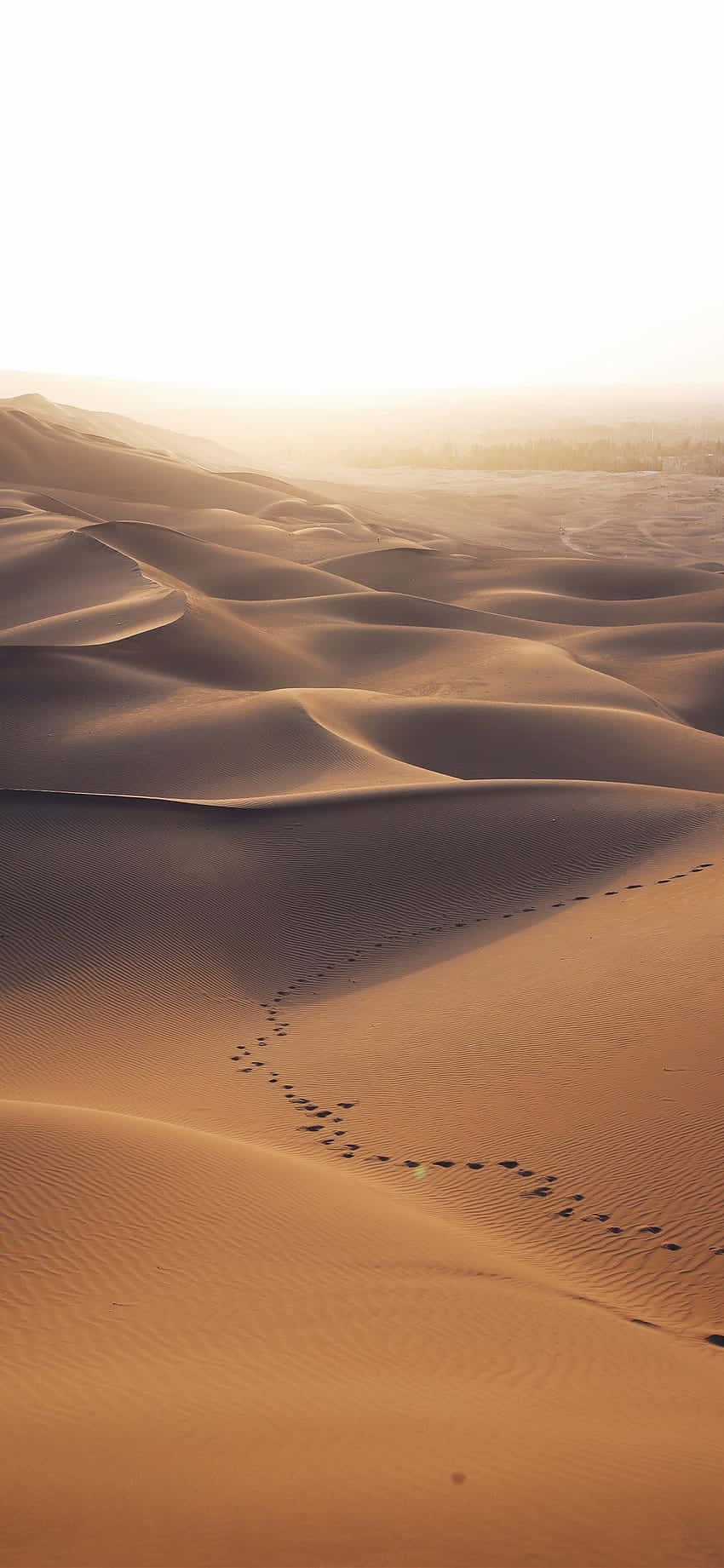 Golden_ Desert_ Dunes_ Sunset Wallpaper