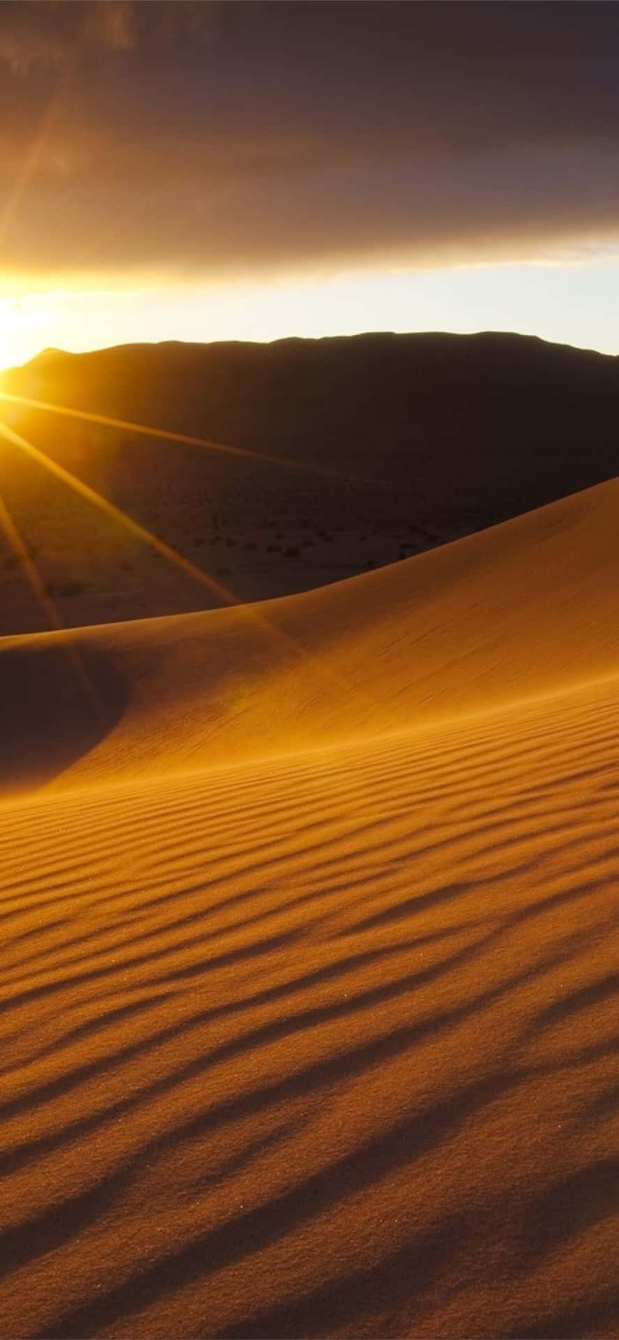 Golden Desert Sunset Wallpaper