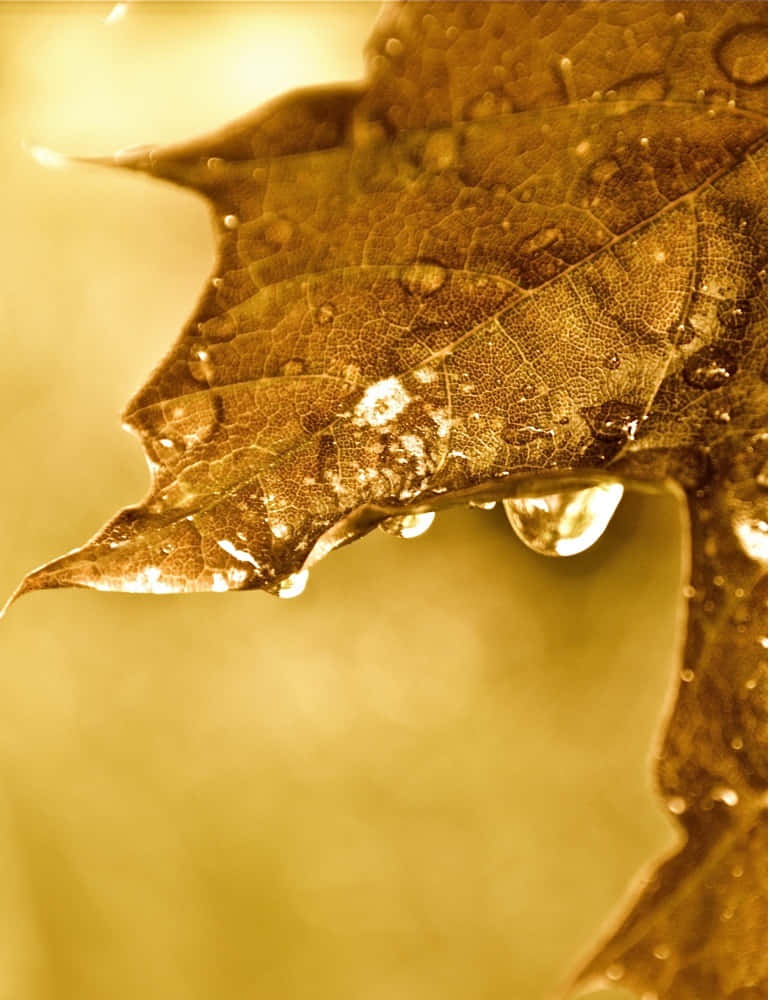 Golden Dew Draped Leaf Wallpaper