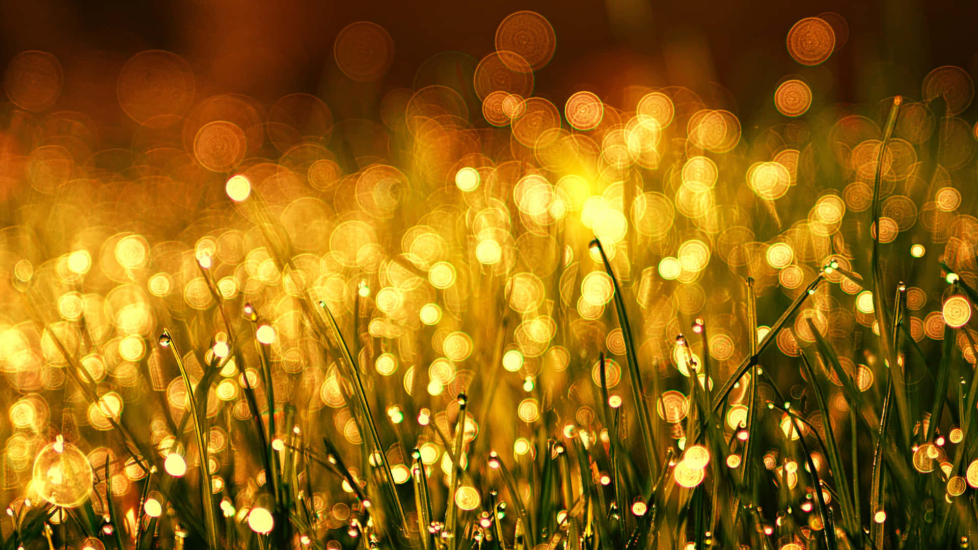 Golden Dewdropson Grass Wallpaper