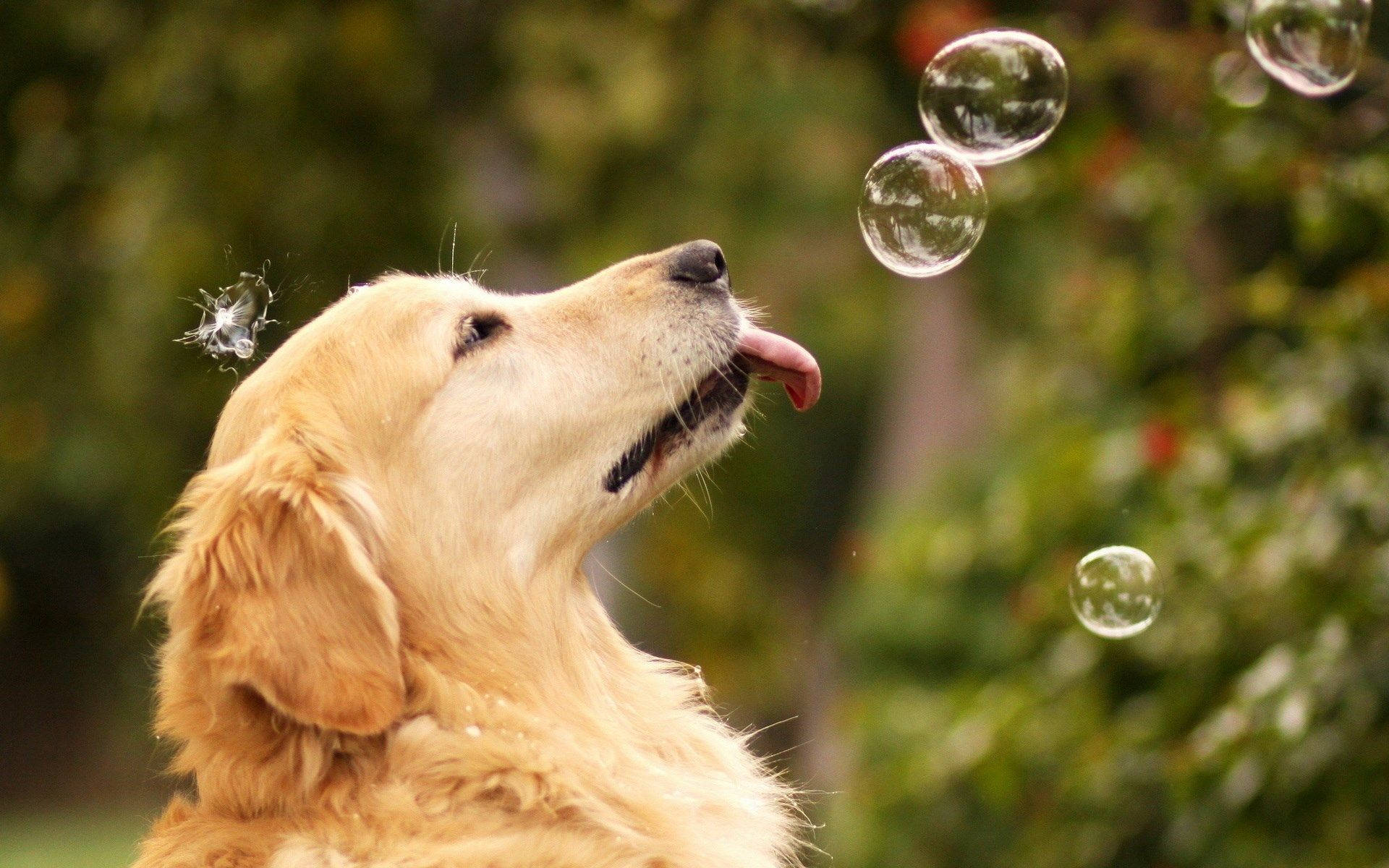Cute dog wallpaper of golden retriever chasing bubbles in the garden