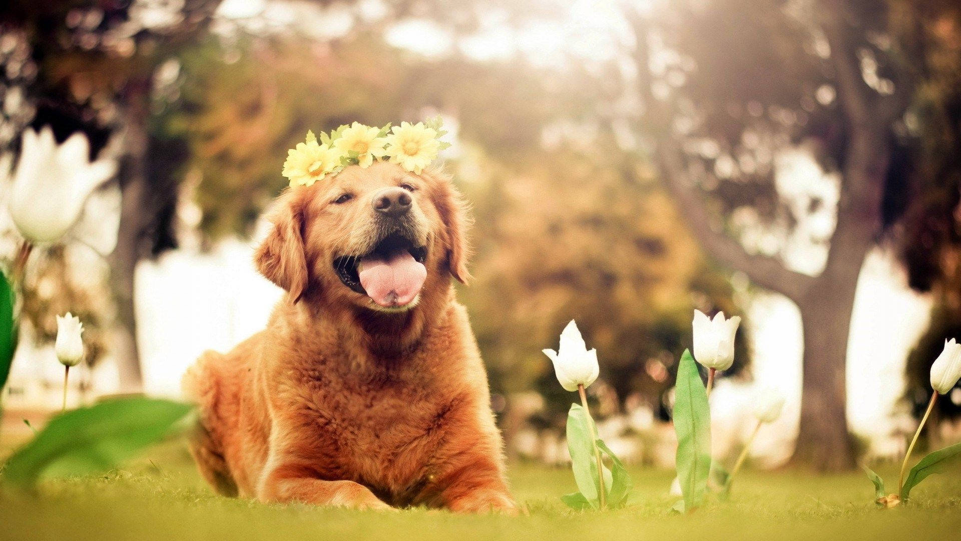 Golden Dog With Yellow Flower Crown Wallpaper