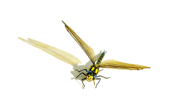 Golden Dragonfly Artwork PNG