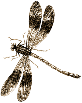 Golden Dragonfly Illustration PNG