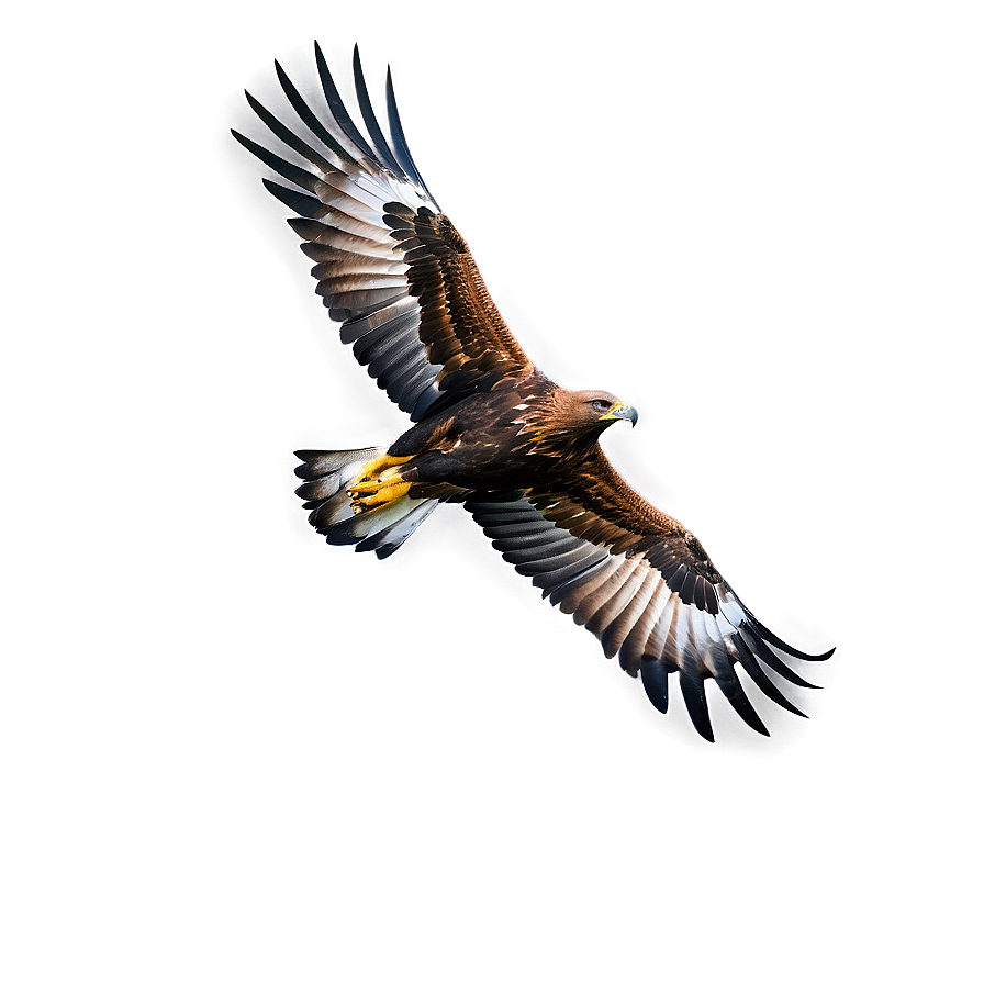 Golden Eagle Aerial View Png Gsg PNG