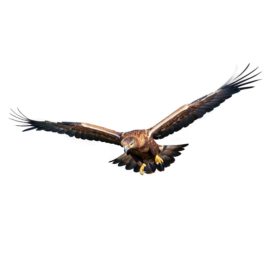 Golden Eagle Against Blue Sky Png Pyp PNG