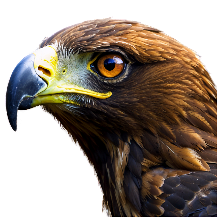 Golden Eagle Close-up Png 06202024 PNG