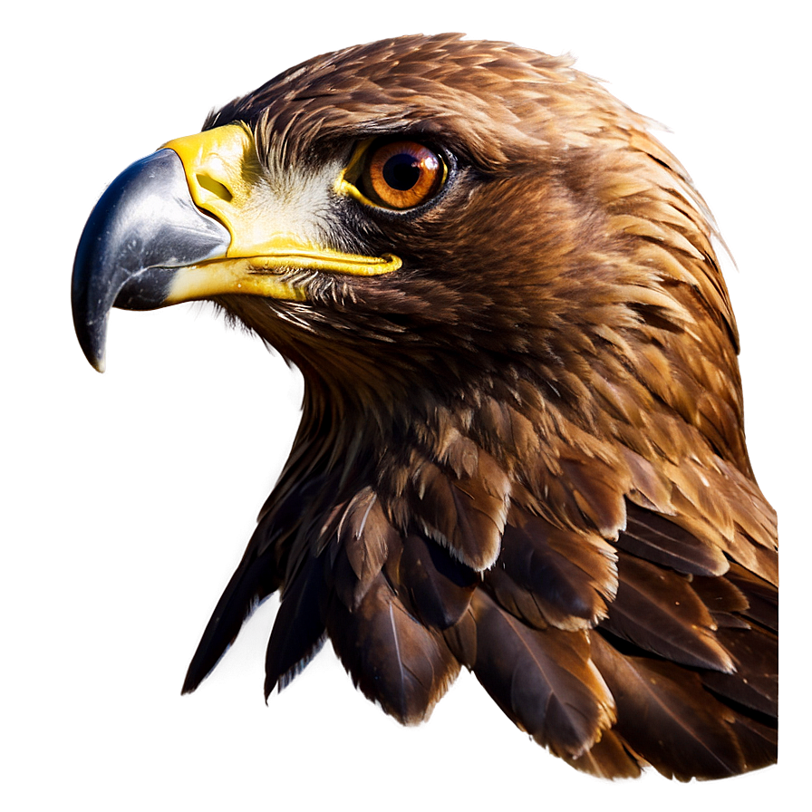 Golden Eagle Close-up Png 94 PNG