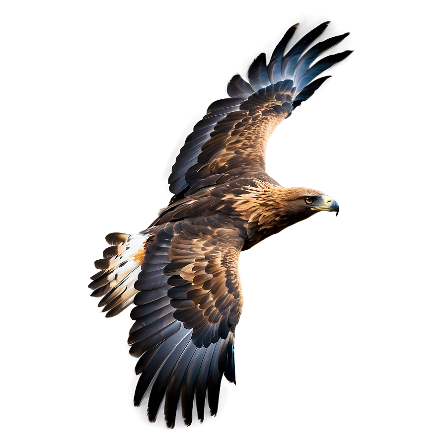 Golden Eagle Flapping Wings Png 06202024 PNG