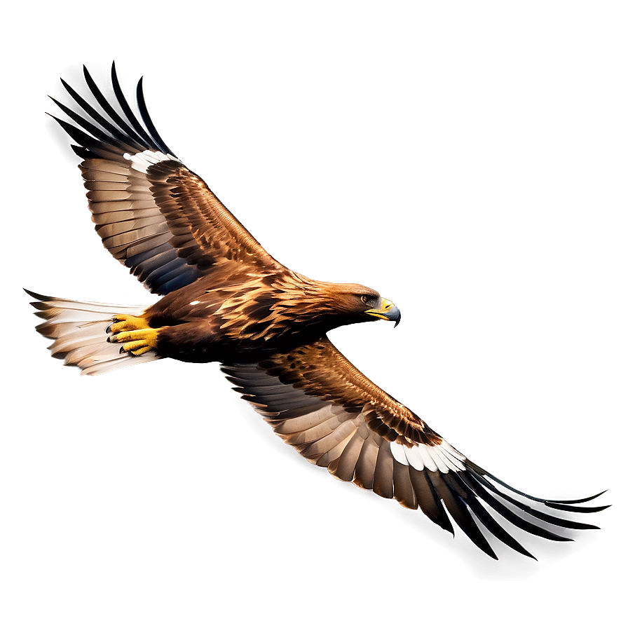 Golden Eagle Flapping Wings Png 52 PNG