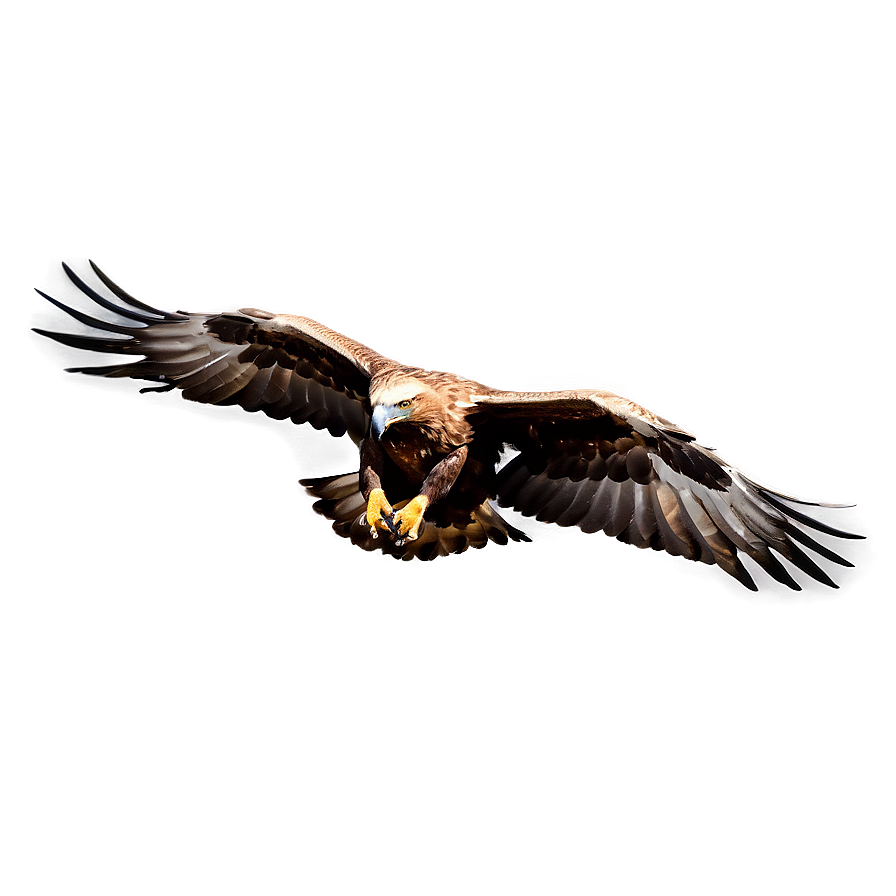 Golden Eagle Gliding Png 33 PNG