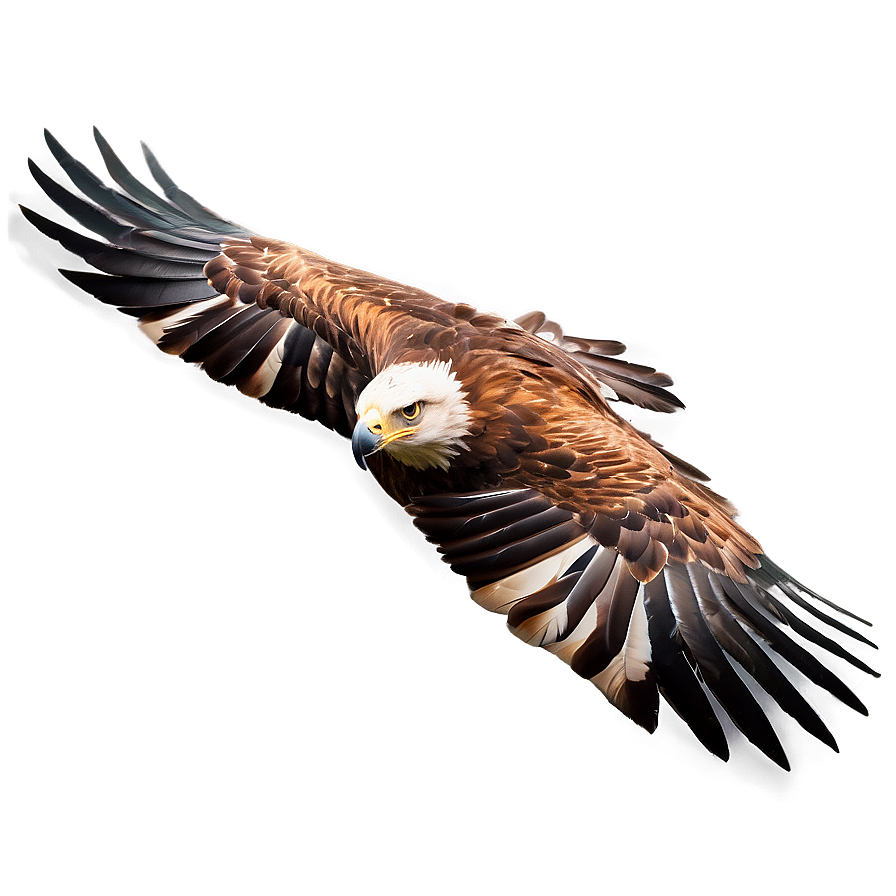 Golden Eagle Gliding Png 4 PNG