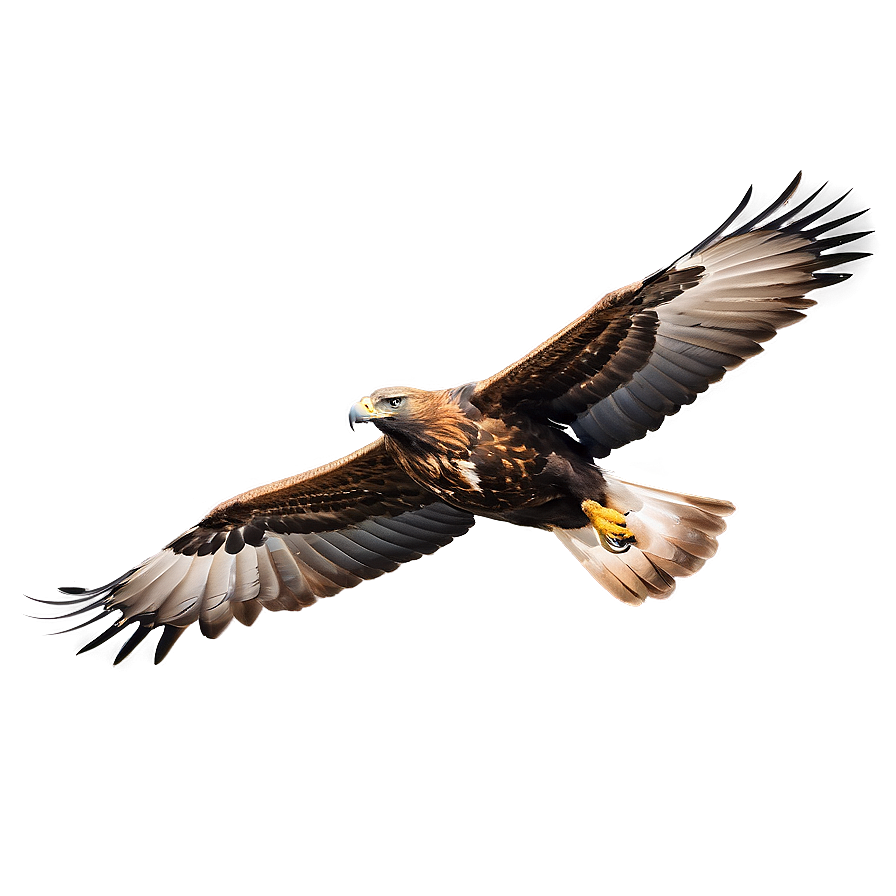 Golden Eagle Gliding Png Jeb PNG