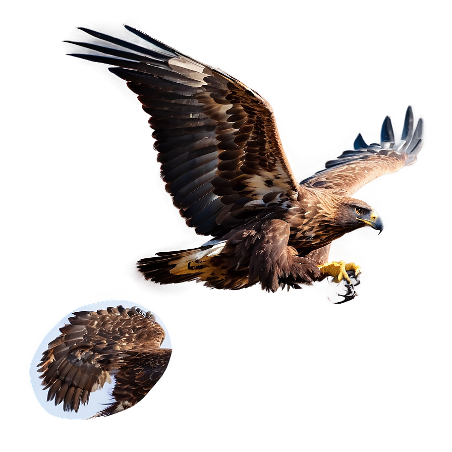 Golden Eagle Hunting Pose Png Txx14 PNG