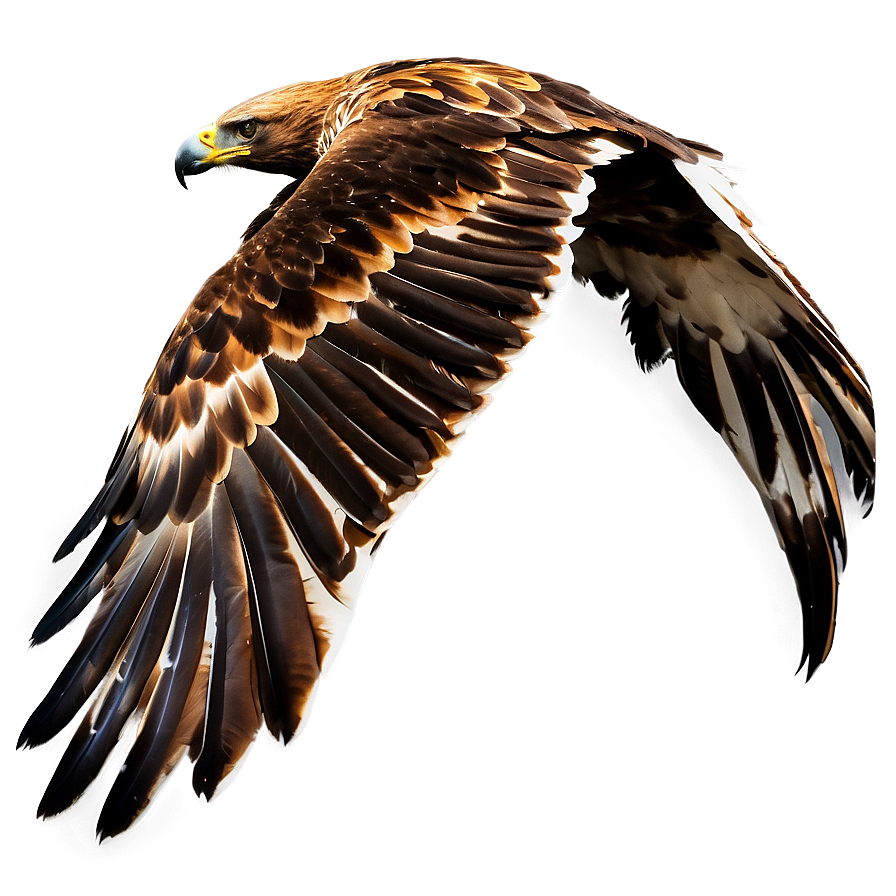 Golden Eagle In Dive Png 75 PNG