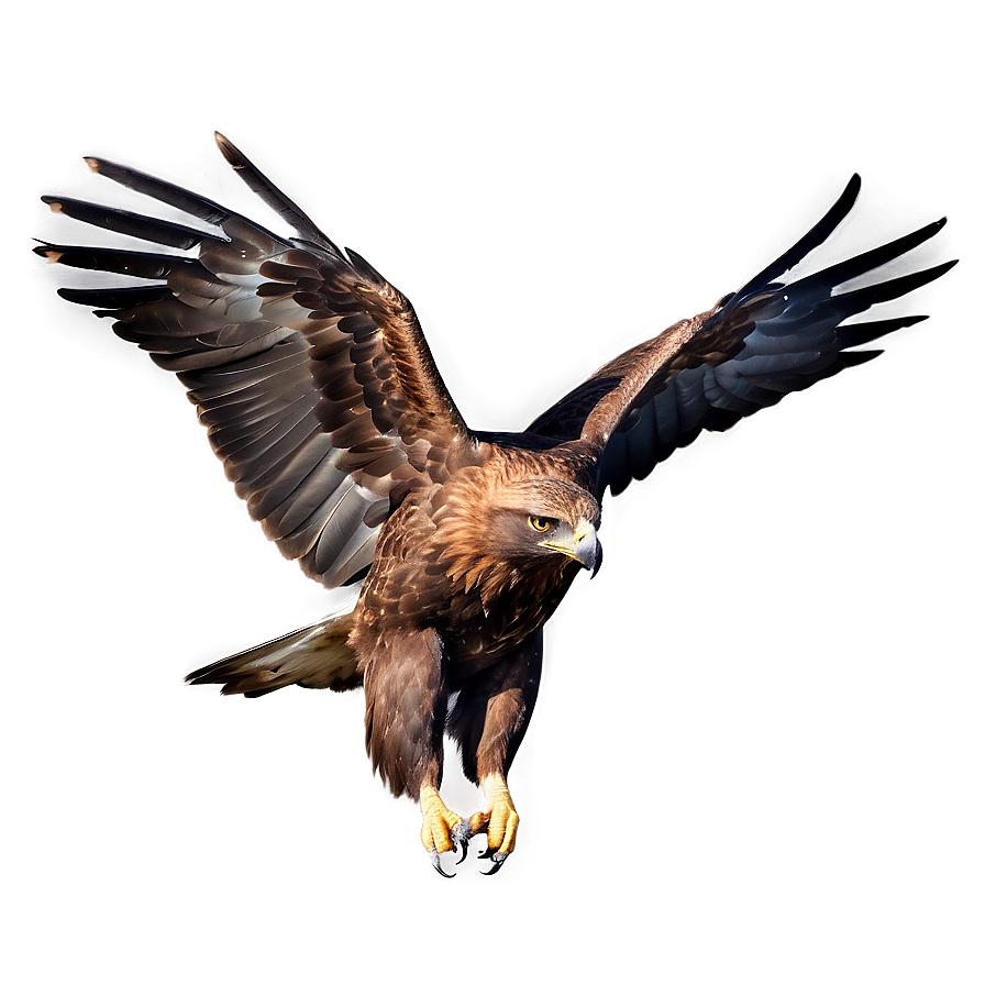 Golden Eagle In Flight Against Sun Png Nxs PNG