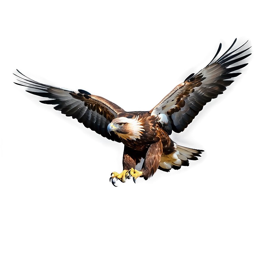 Golden Eagle In Flight Png 36 PNG