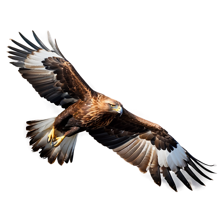 Golden Eagle In Flight Png Iqa38 PNG