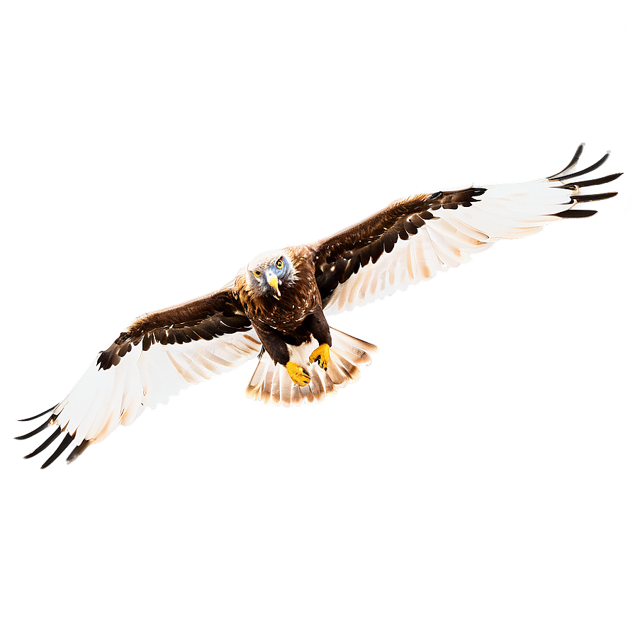 Golden Eagle In Majestic Pose Png 54 PNG