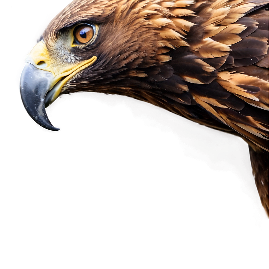 Golden Eagle In Majestic Pose Png Igs PNG