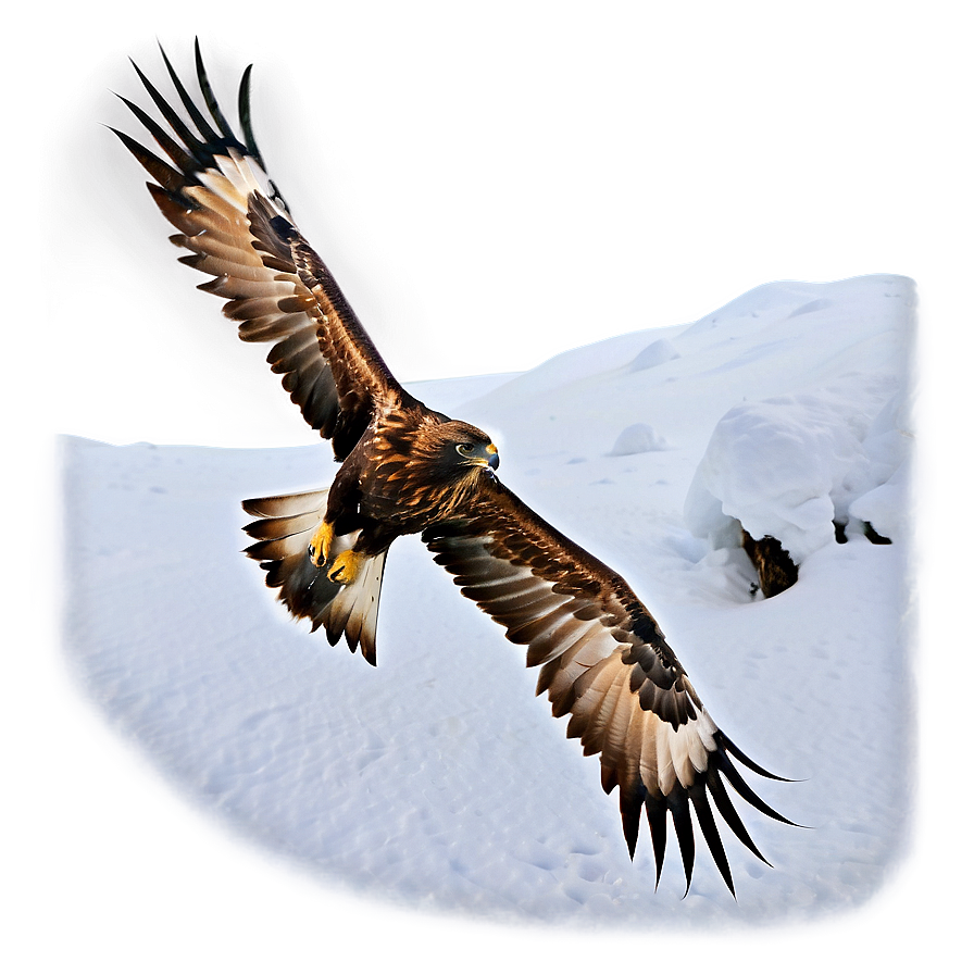 Golden Eagle In Snow Png 06202024 PNG