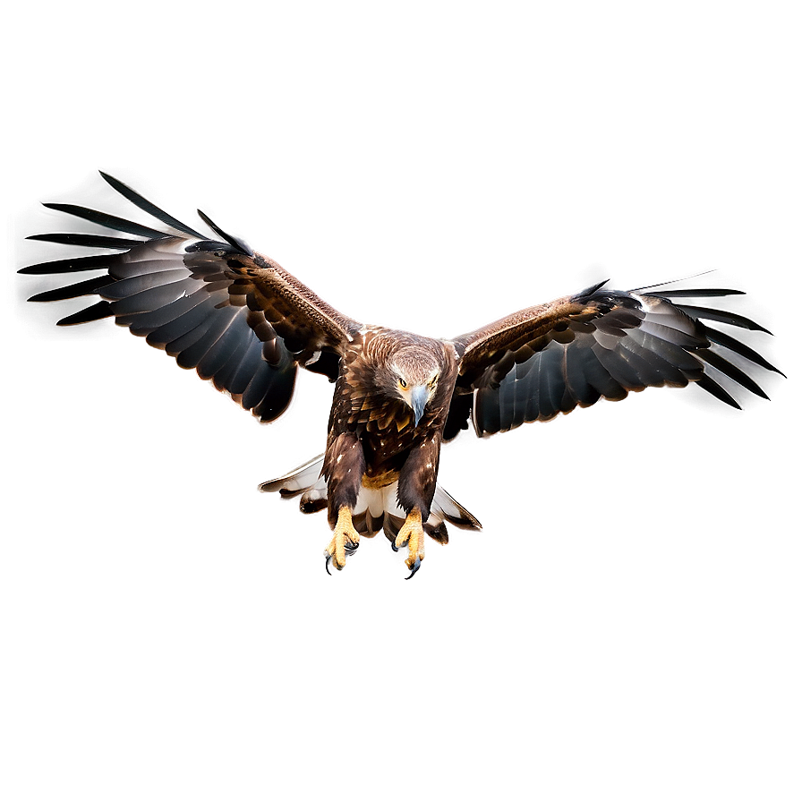 Golden Eagle Landing Png Dky PNG