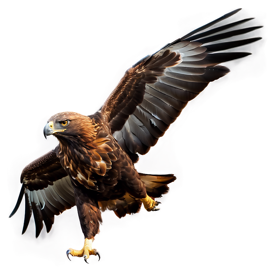 Golden Eagle Mating Dance Png Fea89 PNG