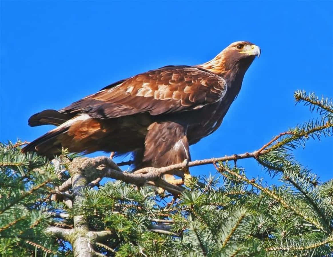 Closeup De Un Majestuoso Águila Dorada Planeando Sobre Una Cordillera.