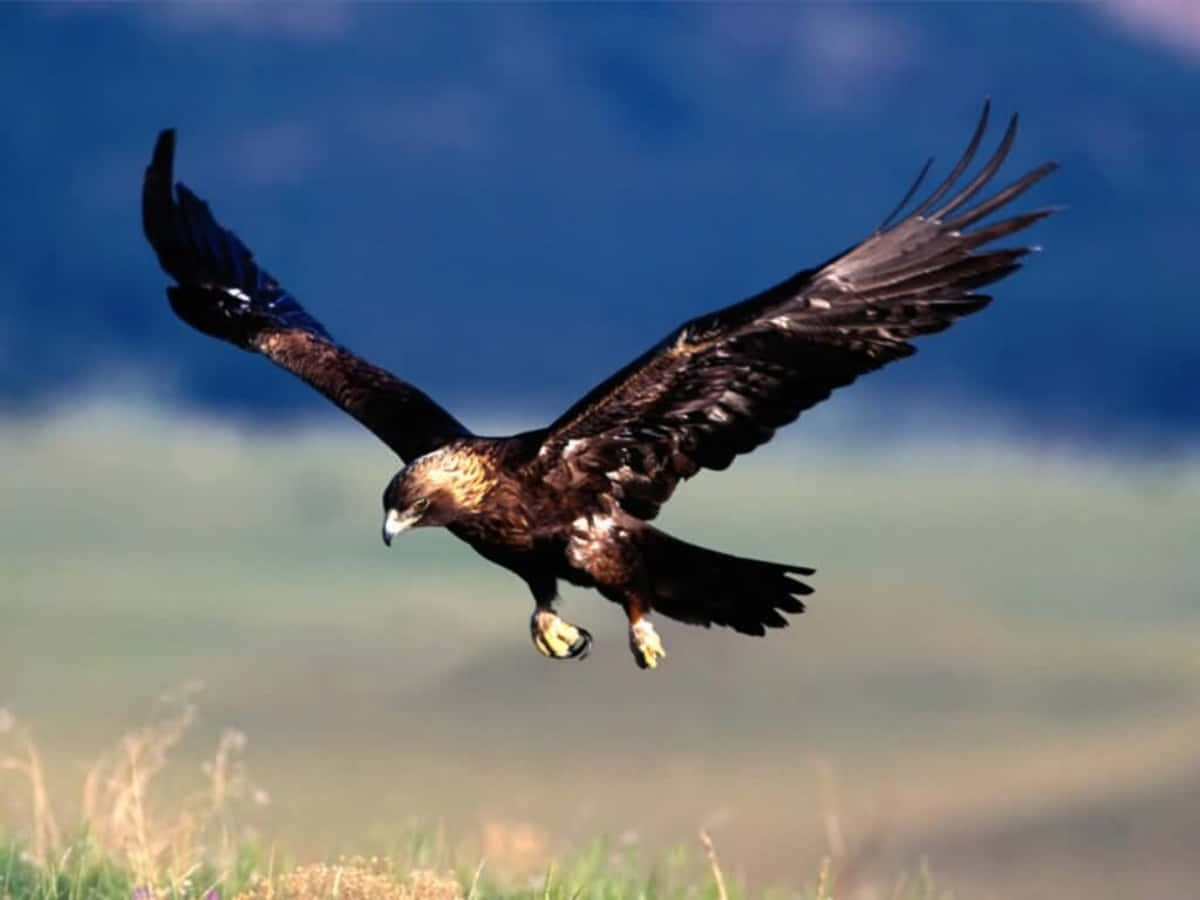 A Golden Eagle Flying Over A Grassy Field