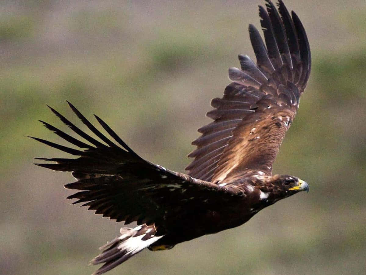 Golden Eagle Pictures 1200 X 900