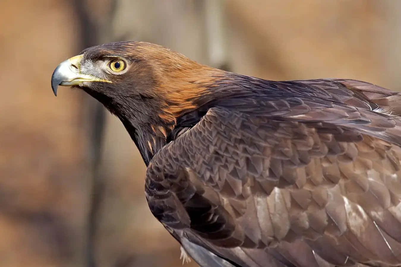 Majestic Golden Eagle with Talons Outstretched