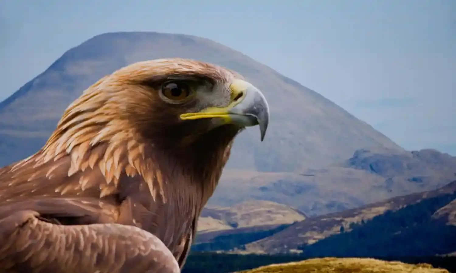 Soaring High - A Majestic Golden Eagle