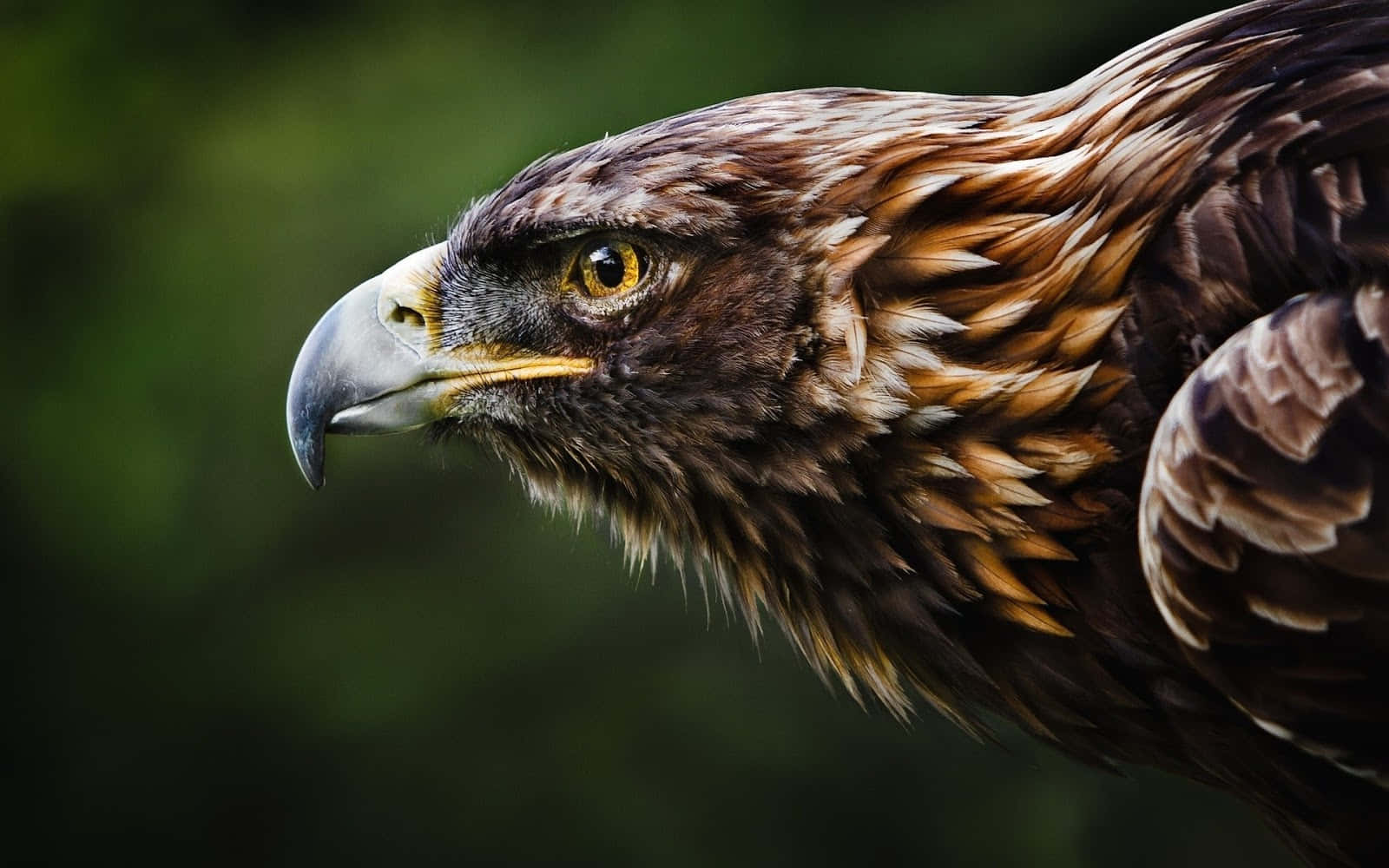 Power and beauty of a golden eagle soar in flight
