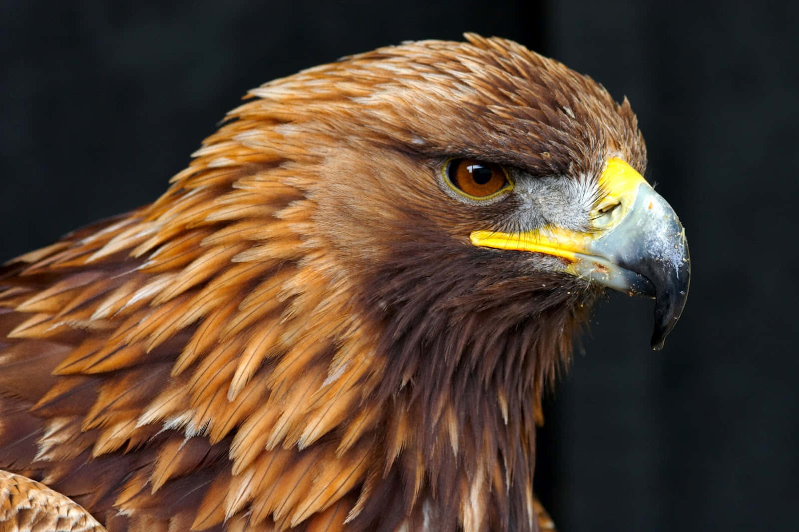 Close Up of a Majestic Golden Eagle