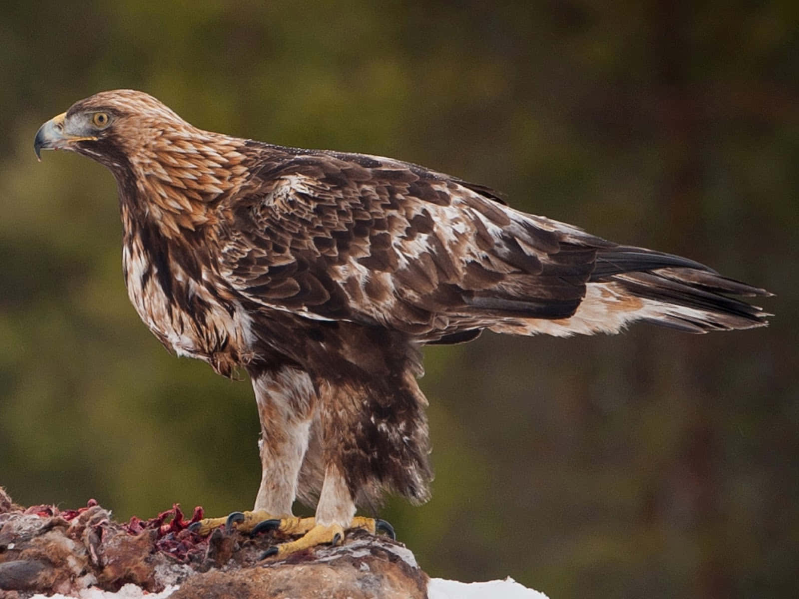 The Majesty of the Golden Eagle